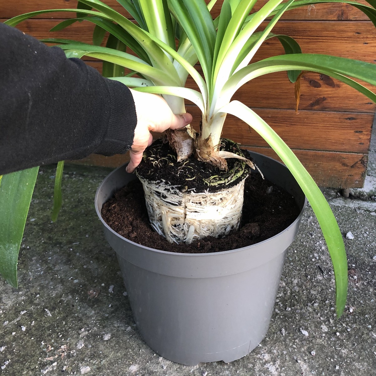 Recyclable Taupe-Grey 10Ltr Plastic Plant Pots | Pack of 10