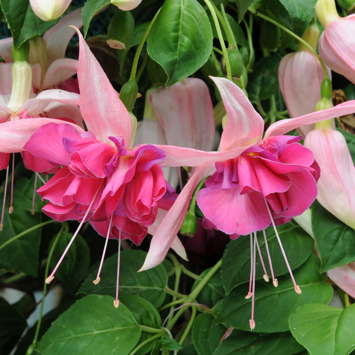 Bella シュシュ - Large Giant Fuchsia Bella Rosella (Trailing) | 5 Large Plug Plants