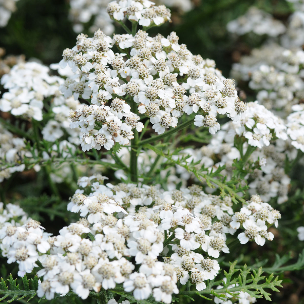 Achillea New Vintage White| Garden Ready Perennial 9cm Pot