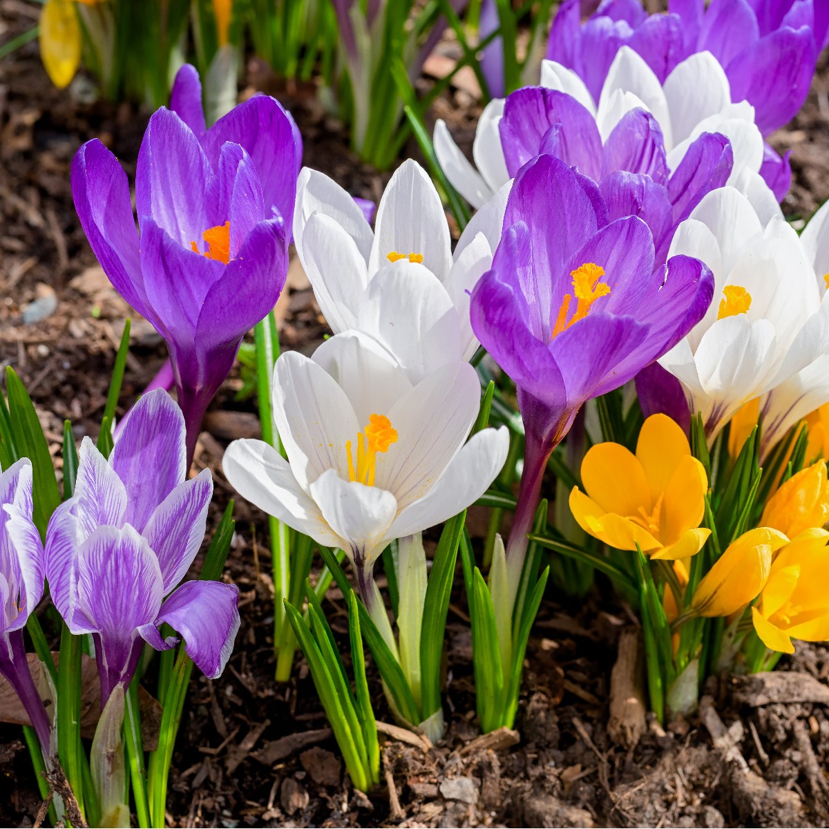 Crocus Vernus Large Flowered Mixed | 10 Corms Per Pack