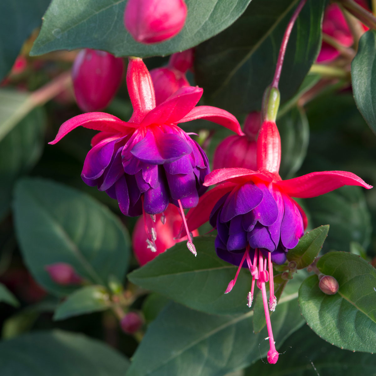 Fuchsia Dollar Princess (Hardy Bush) | 5 Large Plug Plants