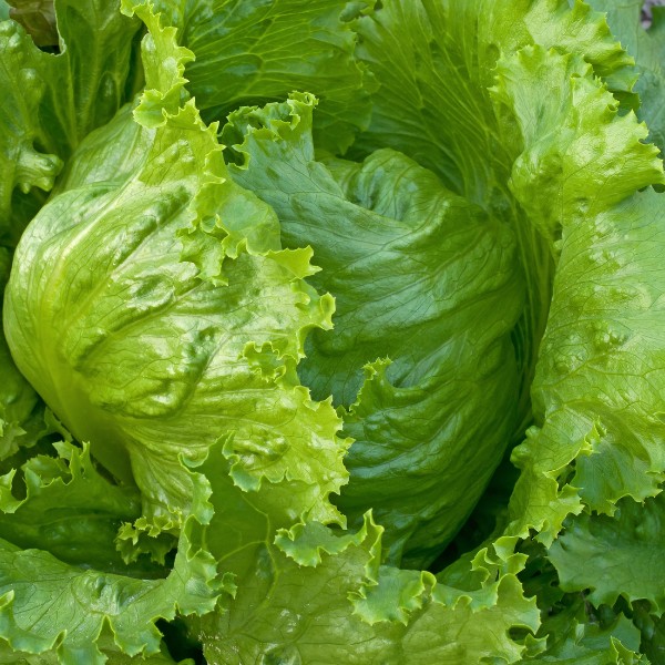Lettuce Iceberg