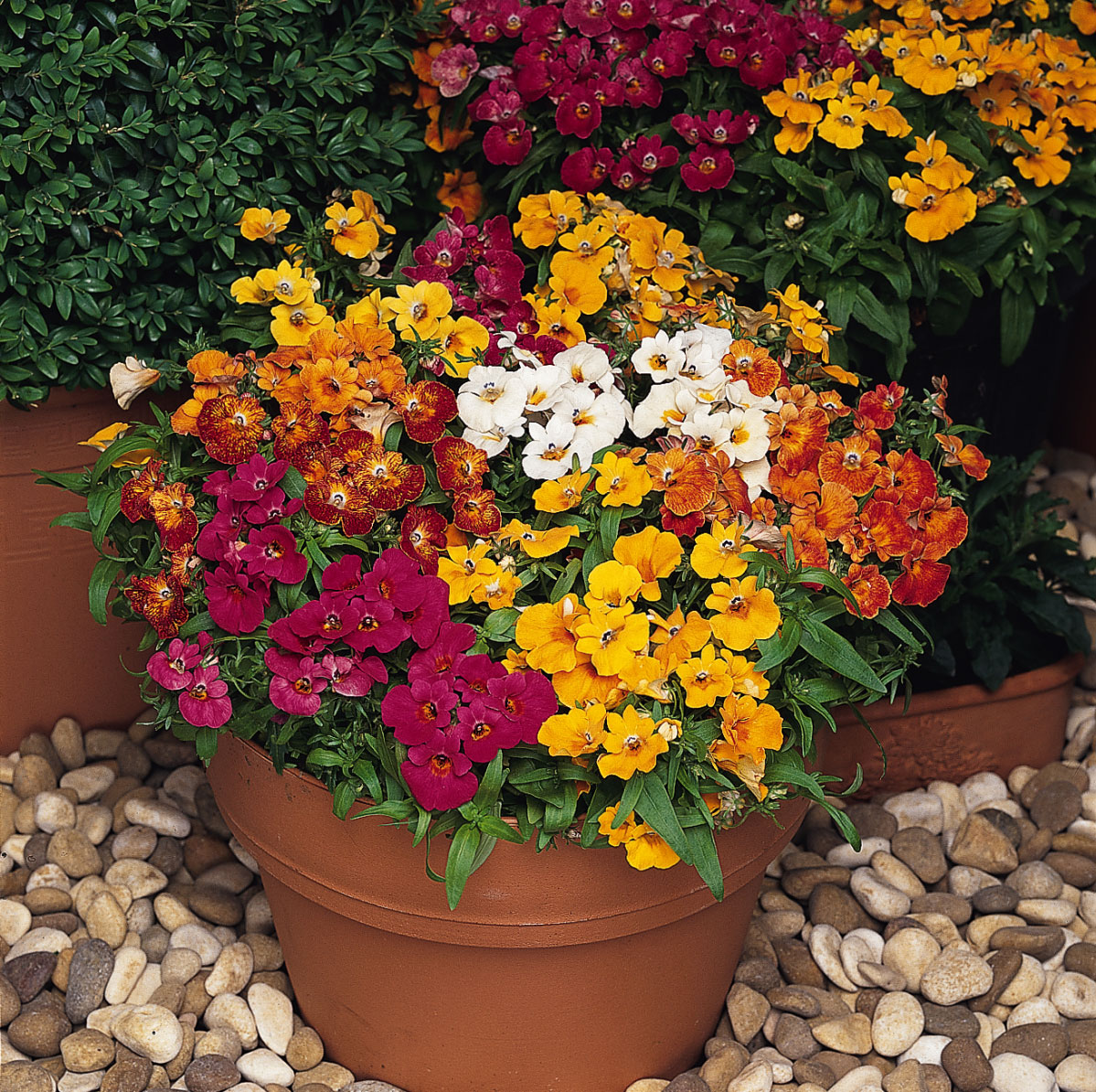 Nemesia Sundrops Mixed | Tray of 350 Plug Plants