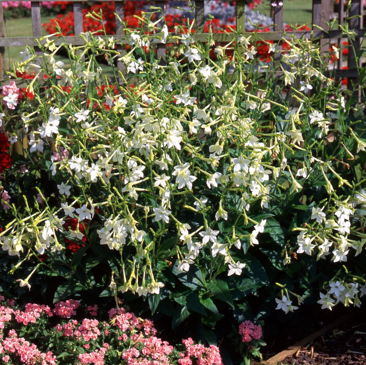 rhs tobacco plant Scented Nicotiana| 5 Large Plug Plants