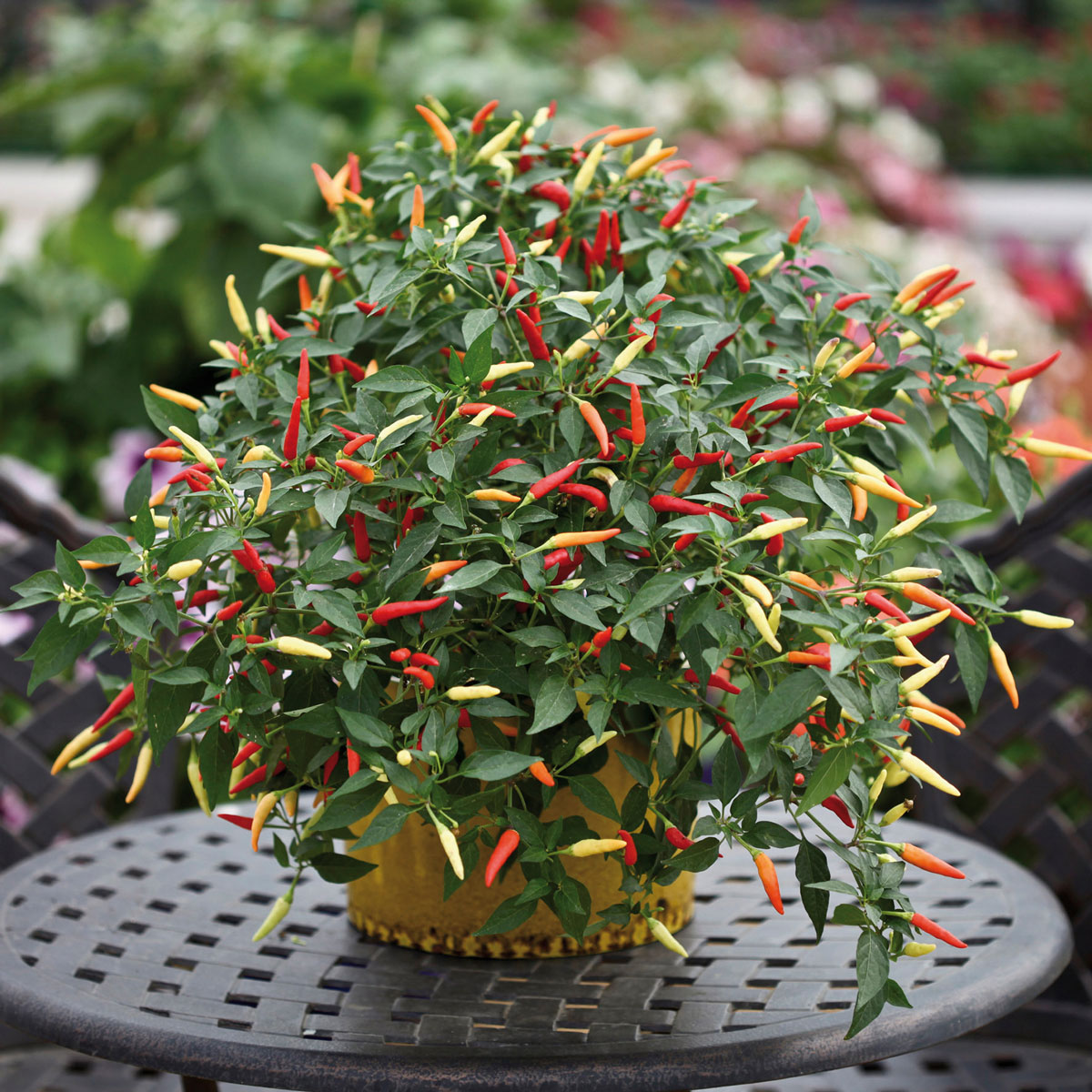 Pepper Basket of Fire | Pack of 3 Garden Ready 6cm Peat Pots