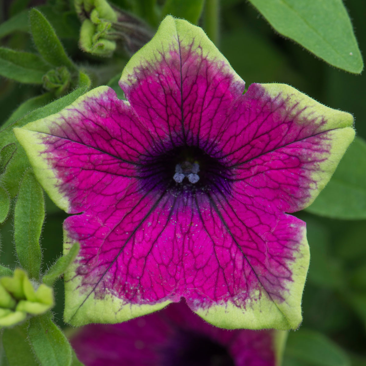PETUNIAアクスタ PETUNIA EXPLORER | SAKATA ORNAMENTALS ASIA