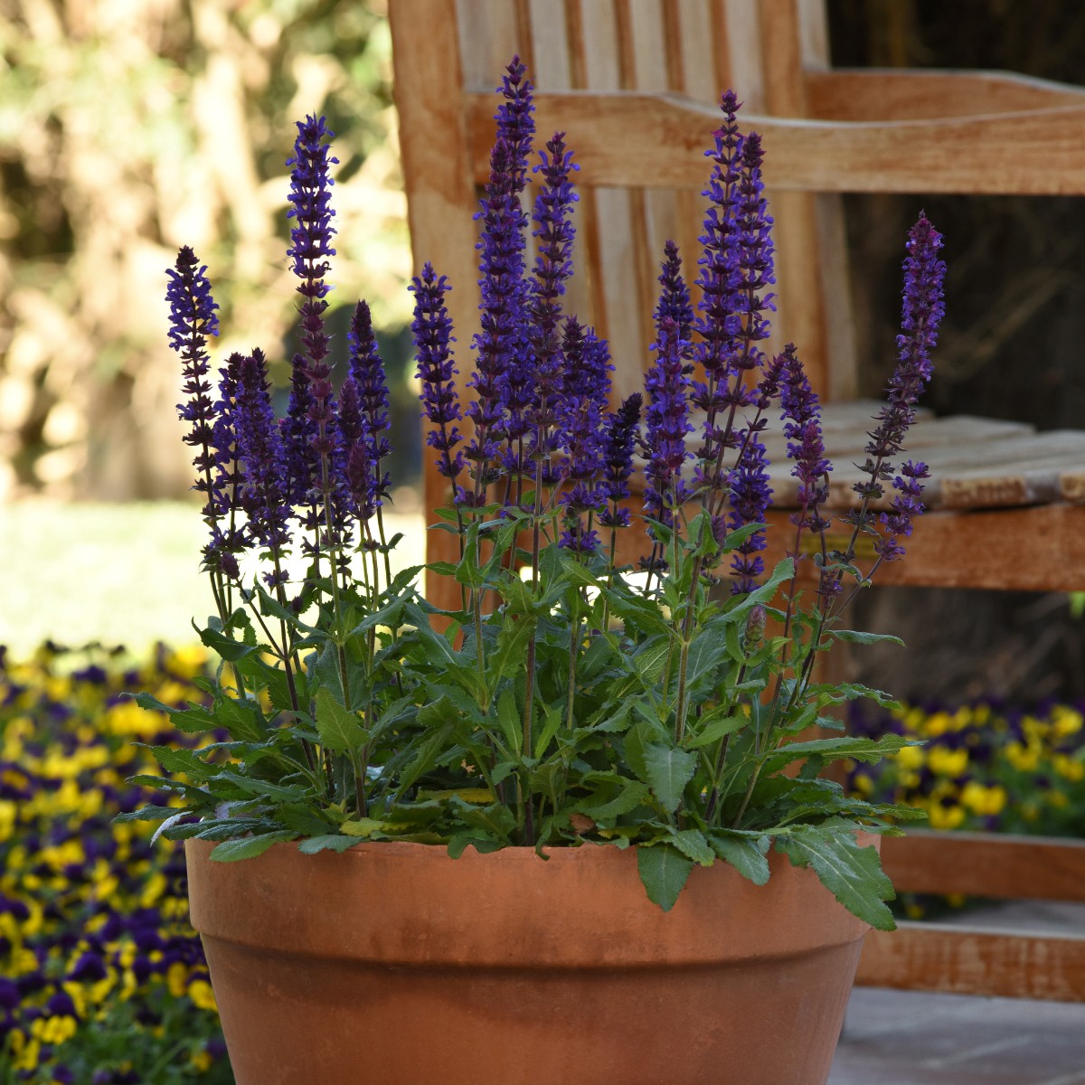 Salvia Salvatore Blue| Garden Ready Perennial 9cm Pot