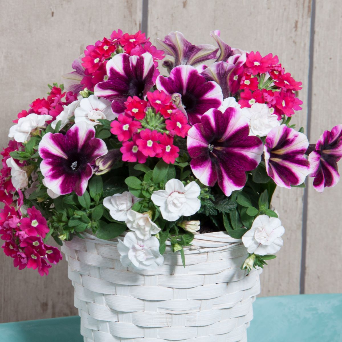 3 in 1 Plants Trixi Spring Valley | 3 Large Plug Plants