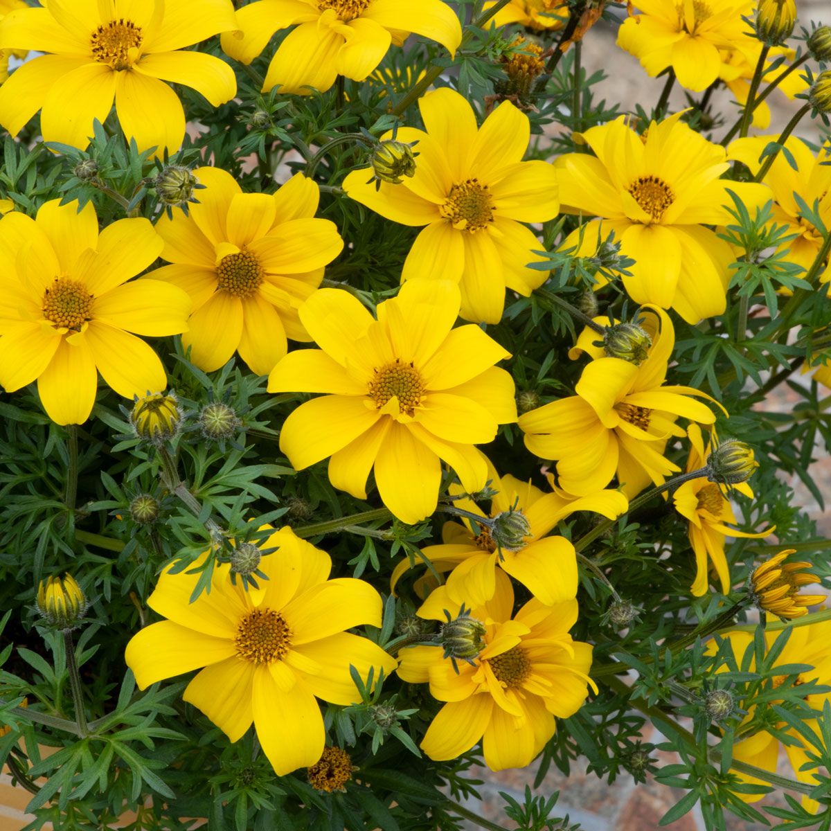Bidens Sixbi Gold | Tray of 84 Large Plug Plants