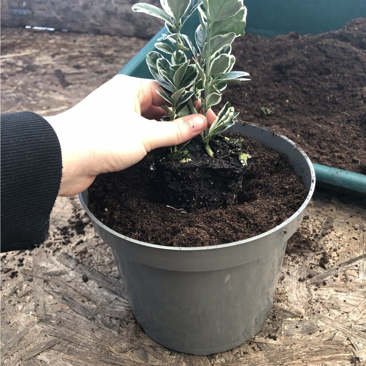 Recyclable Taupe-Grey 3Ltr Plastic Plant Pots | Pack of 10
