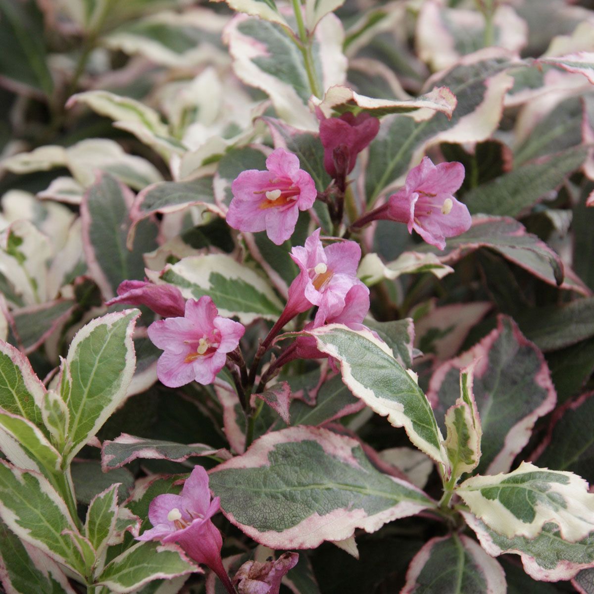Weigela florida All Summer 9cm Garden Ready Plant