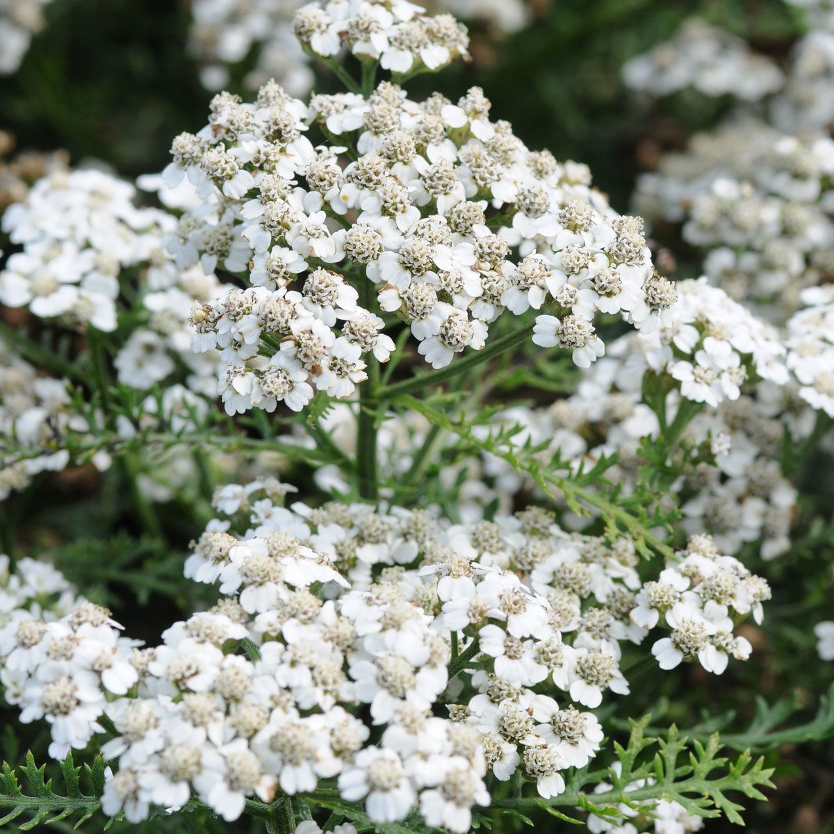 Achillea_New_Vintage_White_Blo
