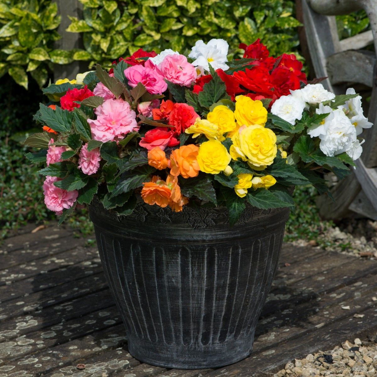 Begonia_20Non_20Stop_202_1620e