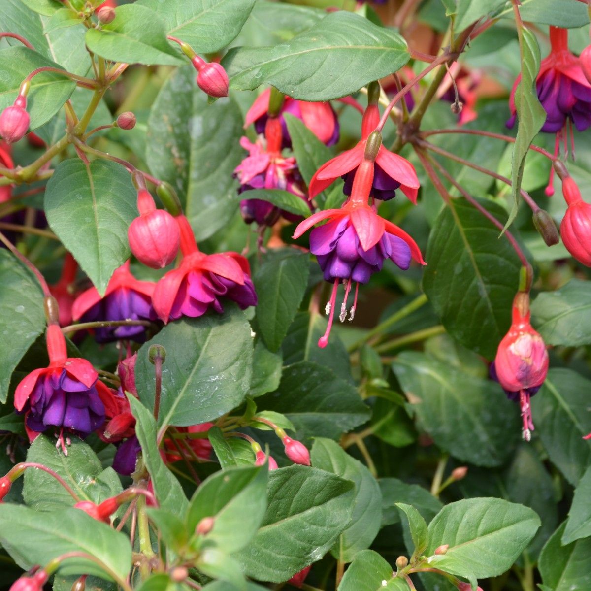 royal fuchsia stockx