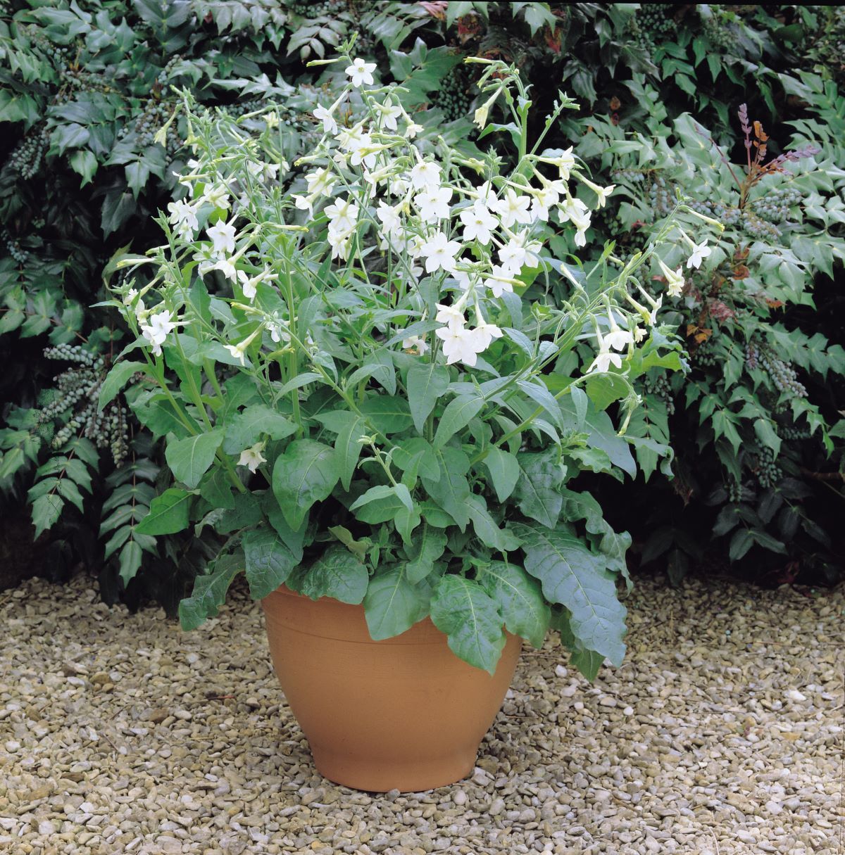 Scented Nicotiana| 5 Large Plug Plants