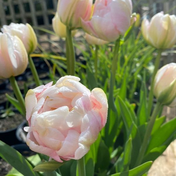Peach Blossom Tulip | Old House Gardens