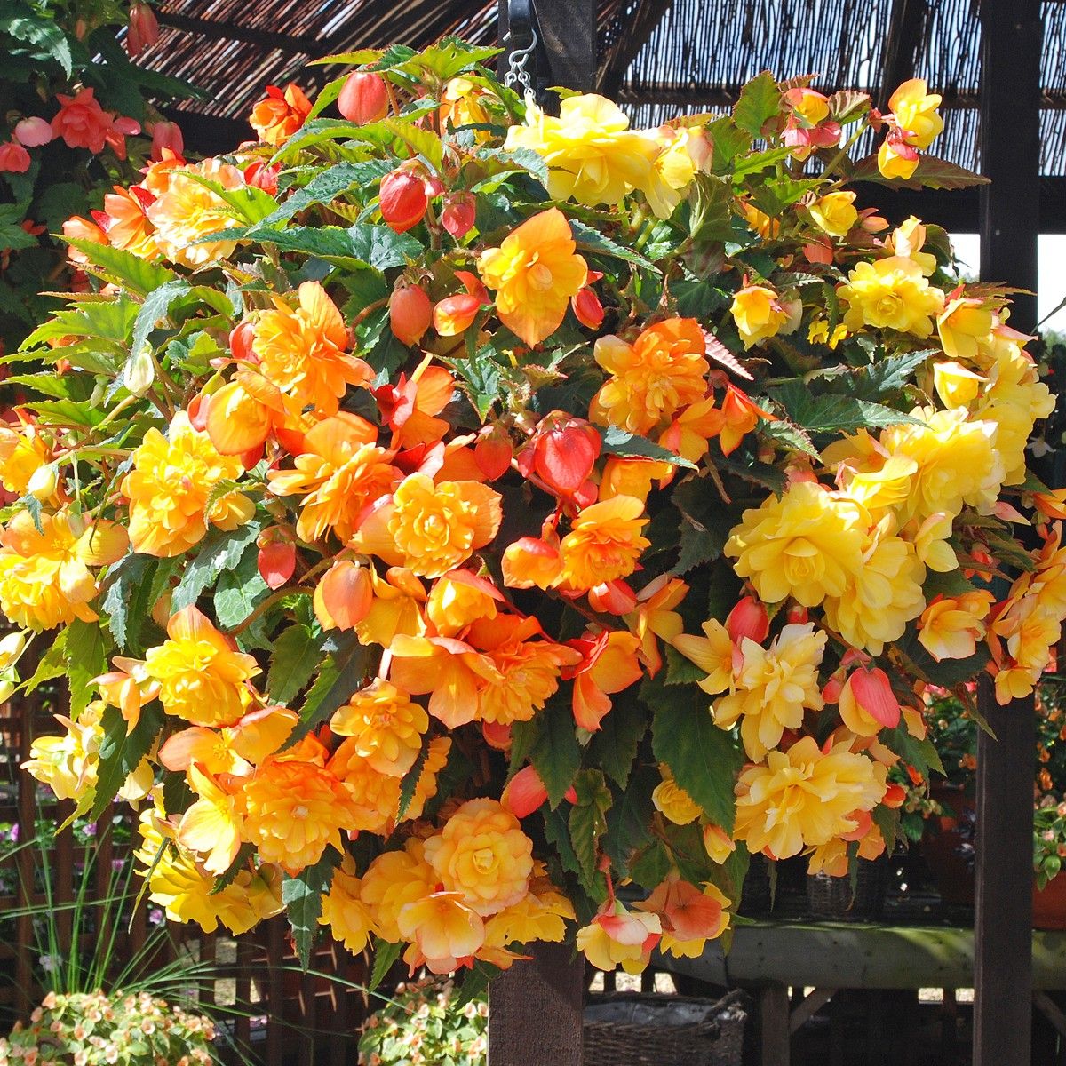 golden dragon tree plant Dracaena Dragon Tree Bicolor Bush main image 1