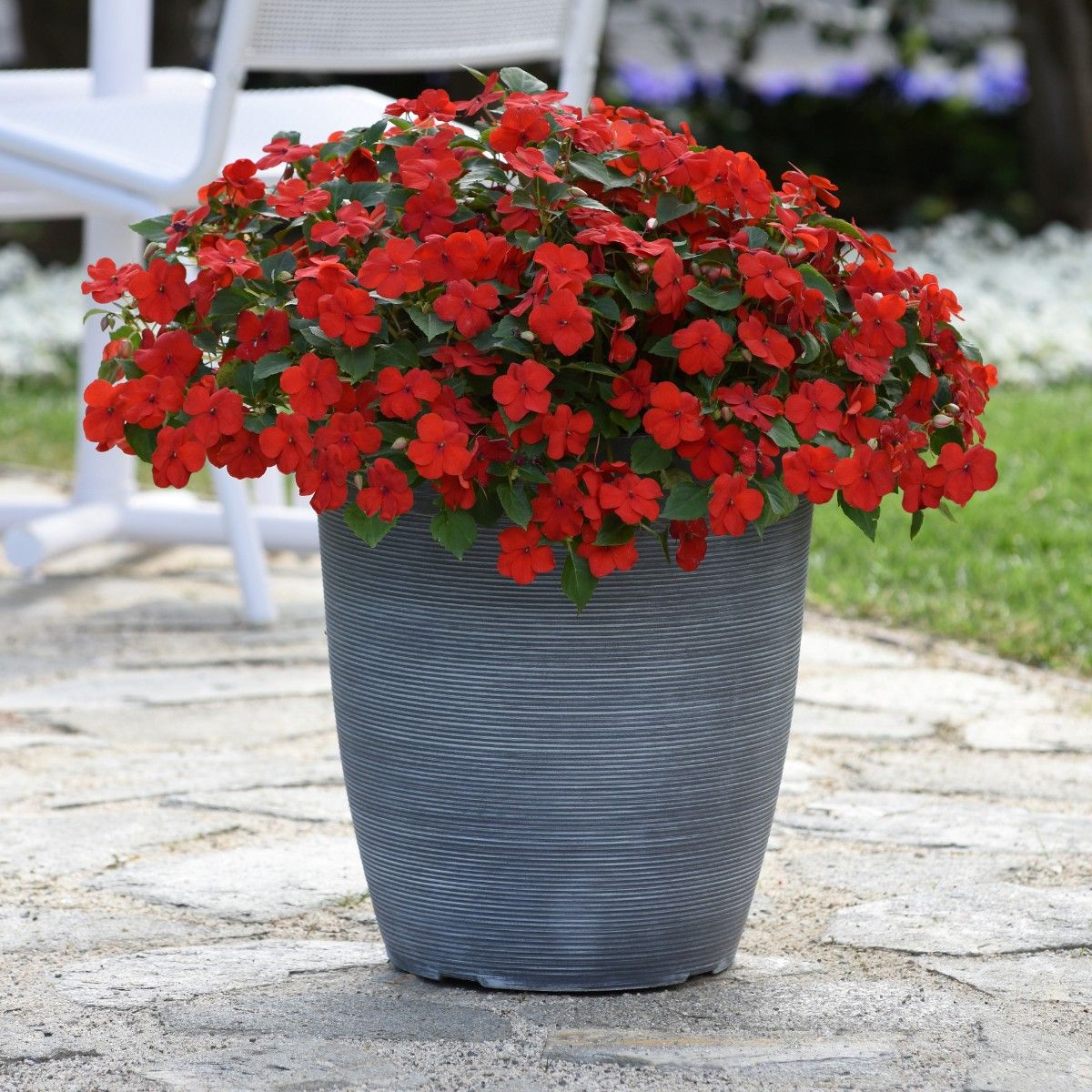 Impatien Beacon Bright Red (Busy Lizzie) | Tray of 40 Plug Plants