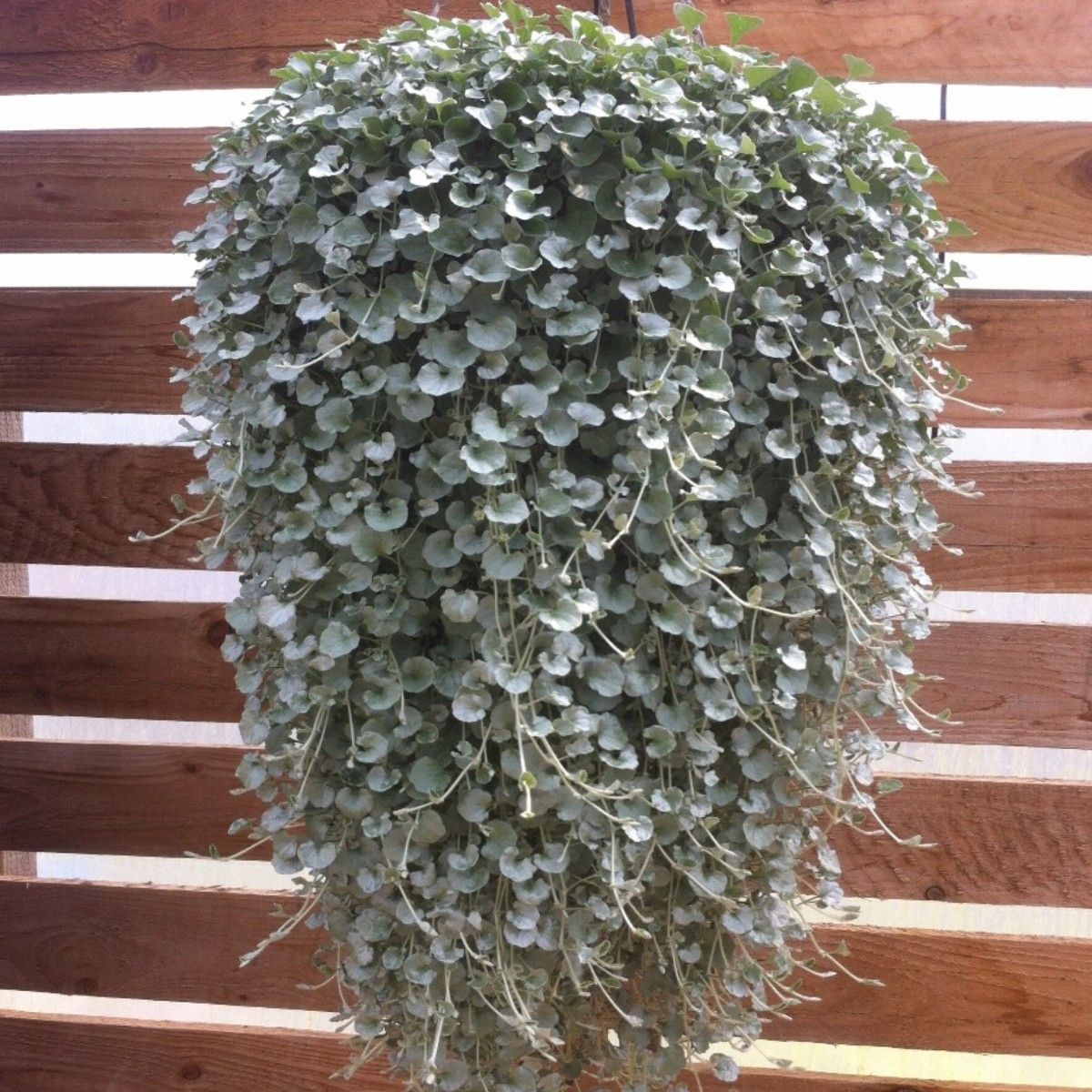 plant box günstig 18