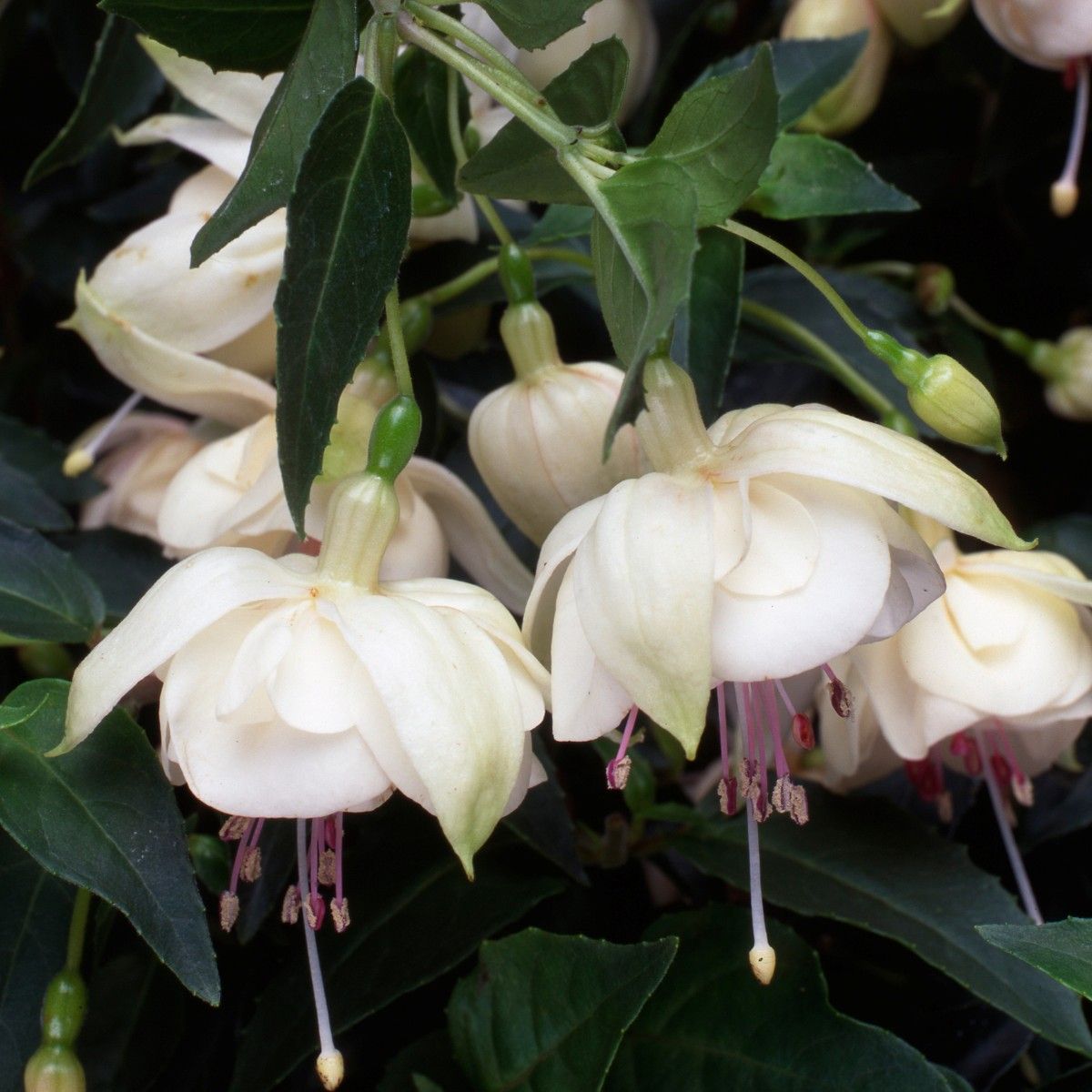 fuchsia_20trudi_20darvo_1620e2