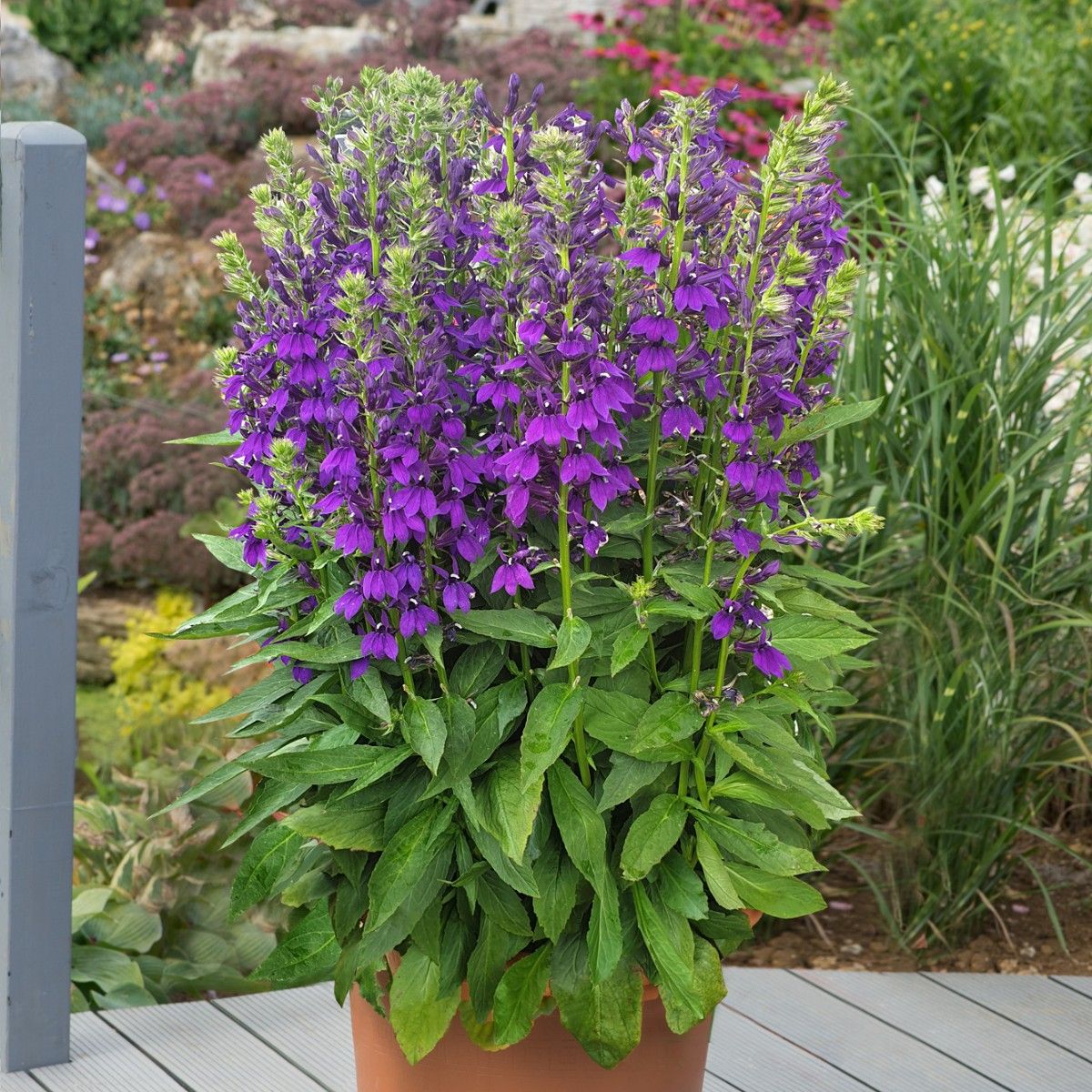 Lobelia Starship Blue Garden Ready Perennial 9cm Pot lobelia-starship-blue-garden-ready-perennial-9cm-pot