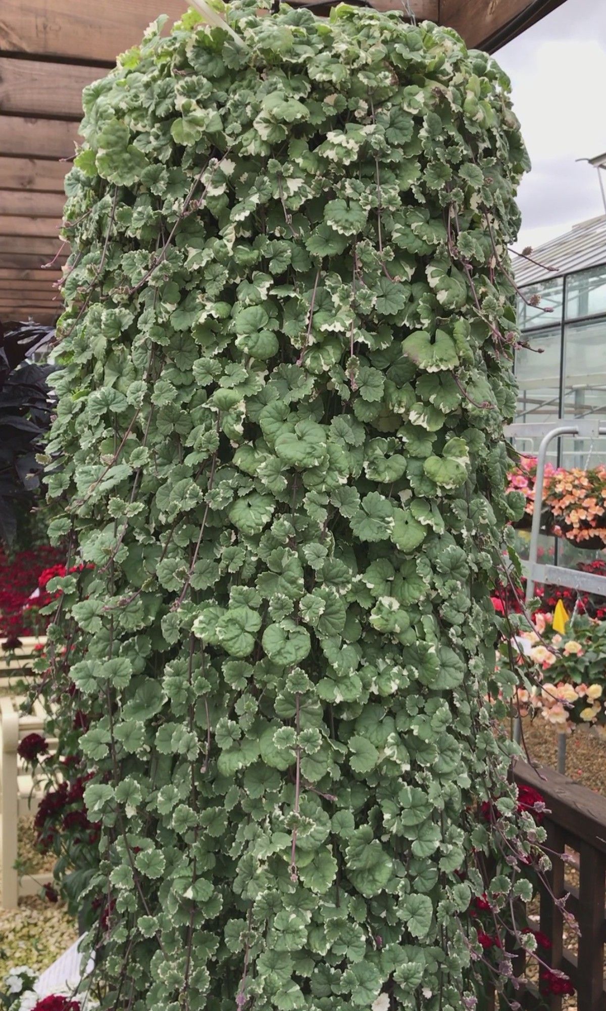 mature money tree Money Tree