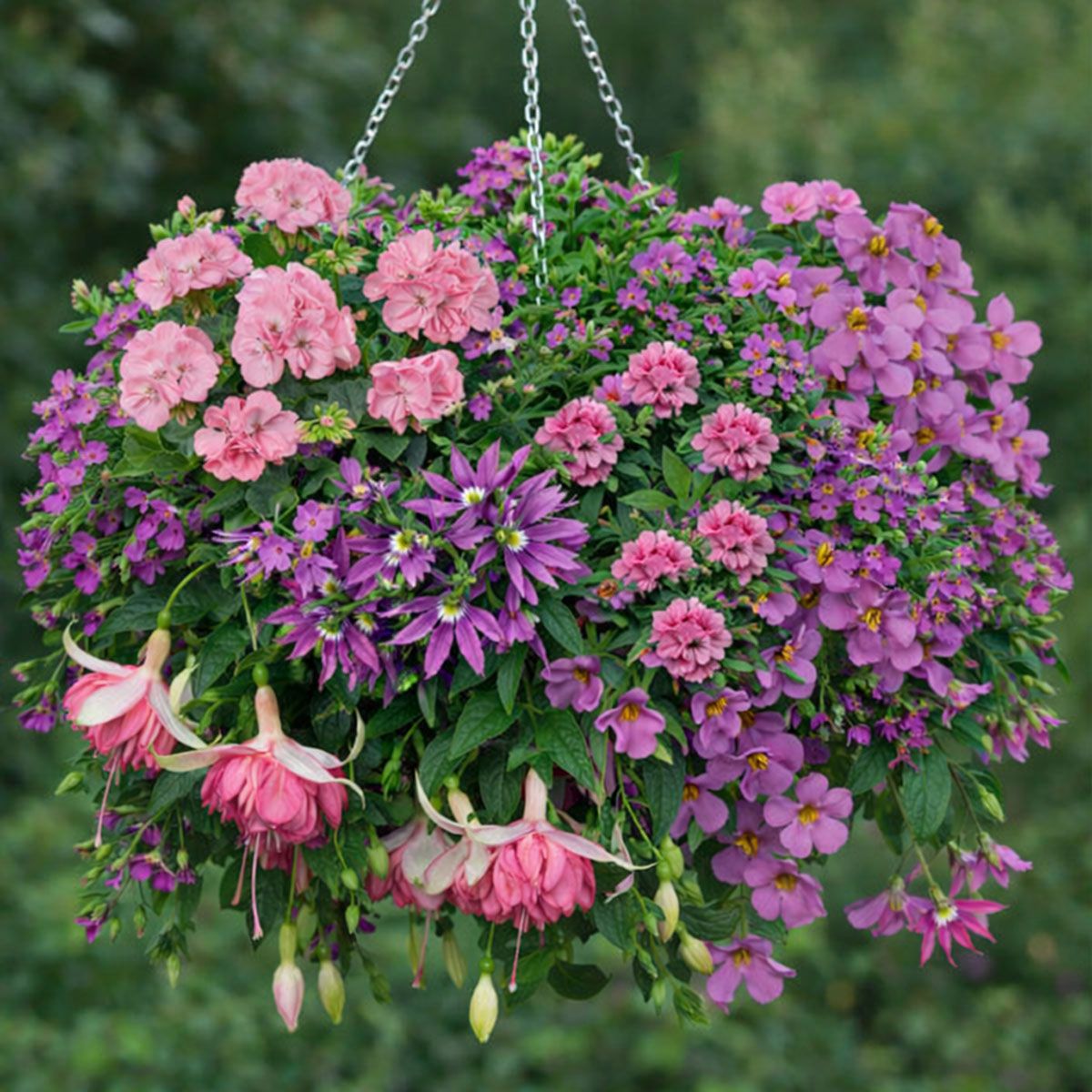 Pretty In Pink Hanging Basket Plant Collection | 5 Large Plug Plants