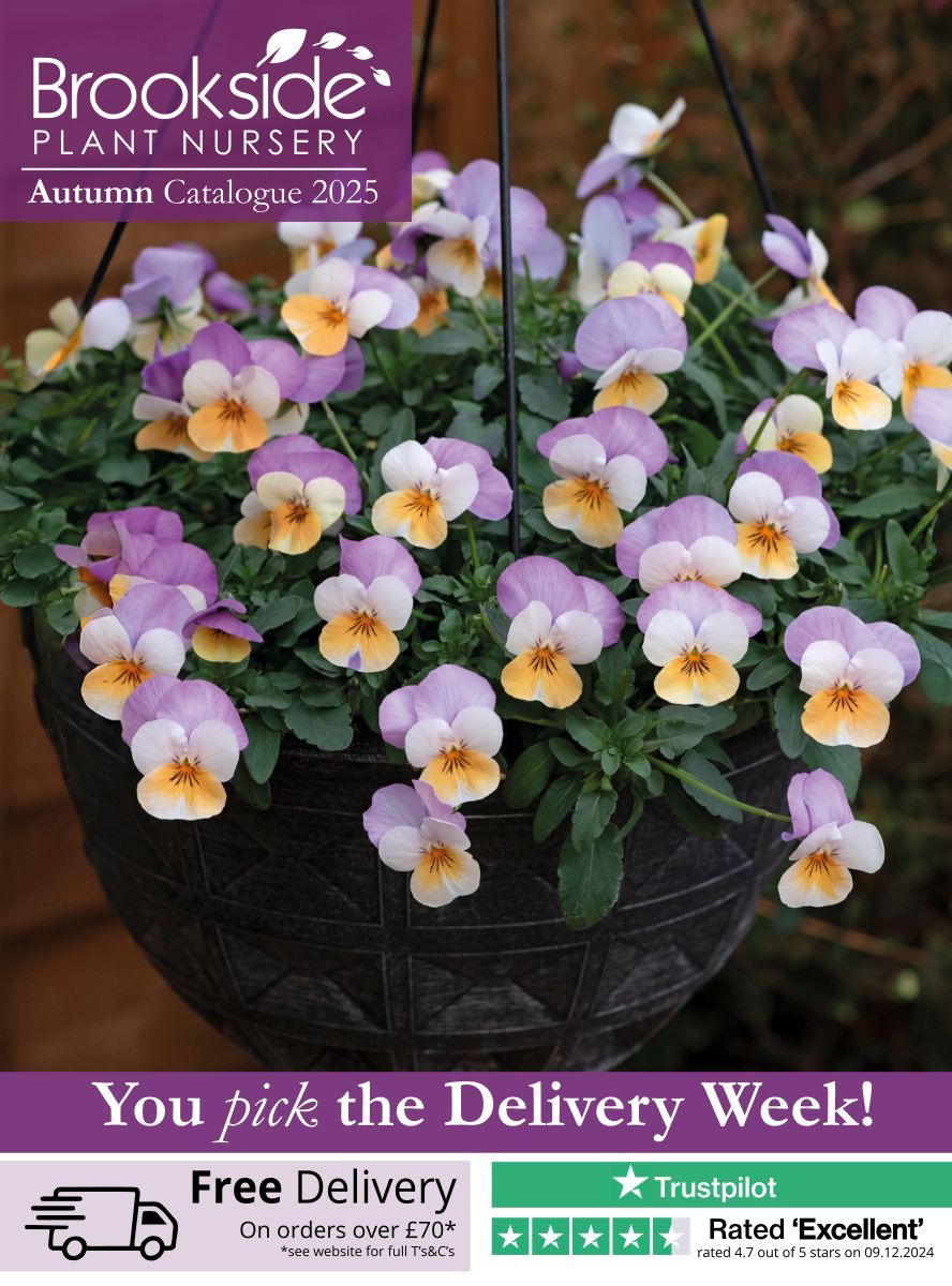 Brookside Nursery Autumn Catalogue
