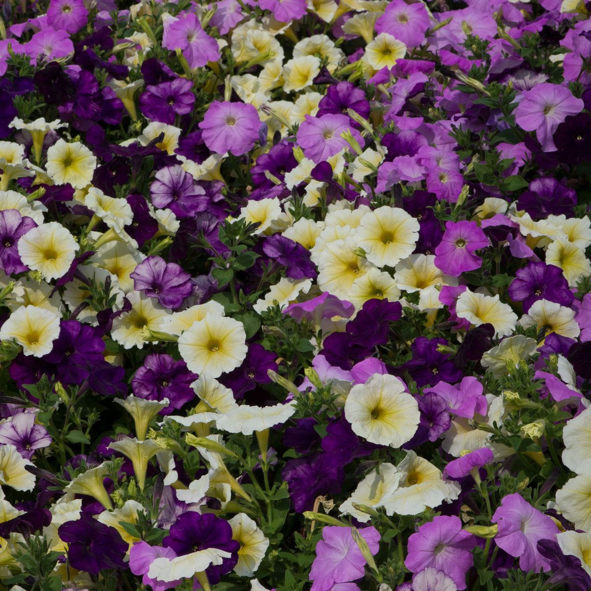 Petunia F1 Frenzy Moonshine Mixed | Tray of 120 Value Plug Plants