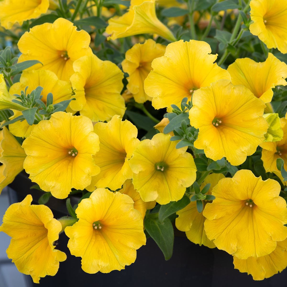 Surfinia Dark Yellow | 5 x 6cm Garden Ready Biodegradable Potted Plants