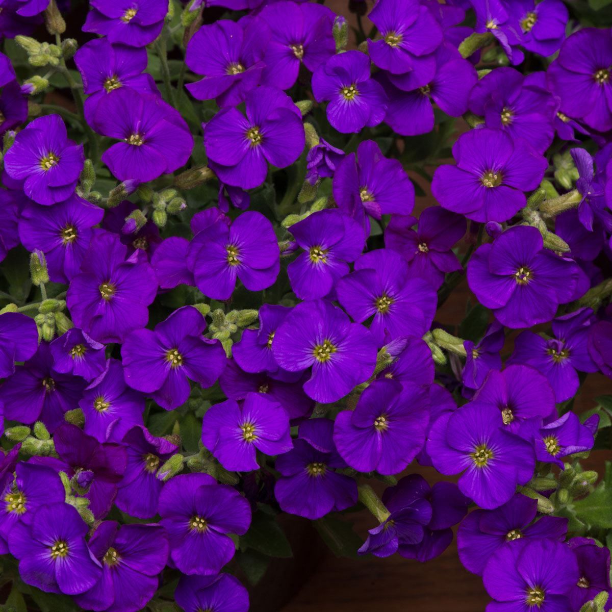 Aubrieta Just Spring Blue | 1 Litre Garden Ready Plant