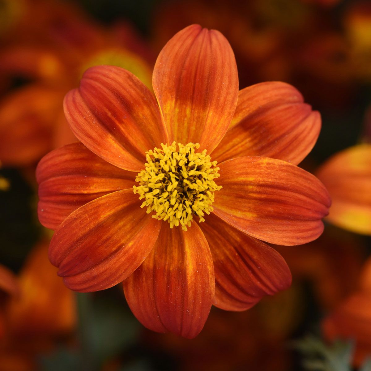 Bidens Bee Happy Red| 5 Large Plug Plants