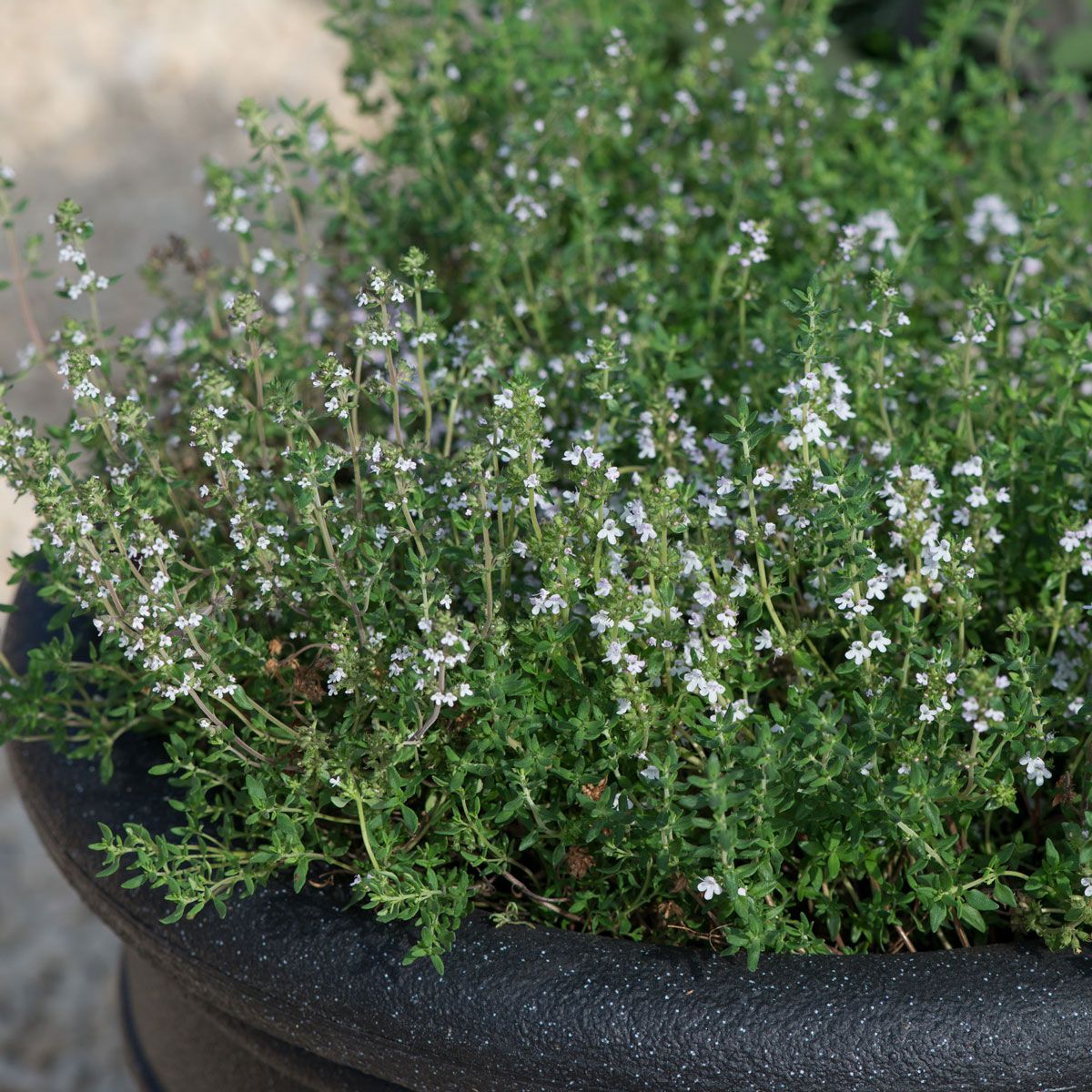 Thyme Common English (Thymus vulgaris) Pack of 3 Garden Ready 6cm
