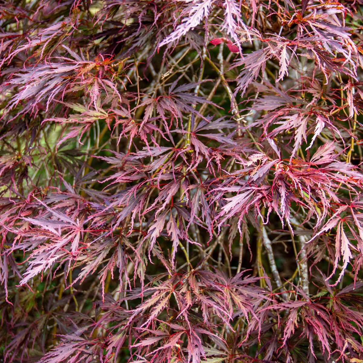 Acer Atropurpureum 9cm Garden Ready Plant