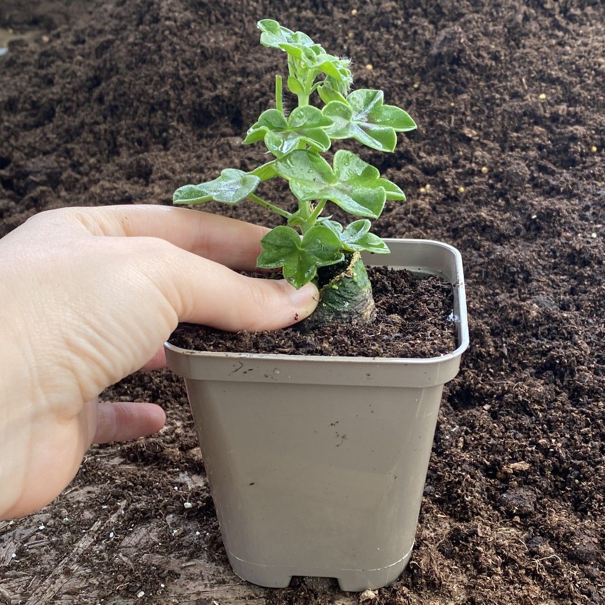 Recyclable Square TaupeGrey 9cm Plastic Plant Pots Pack of 100