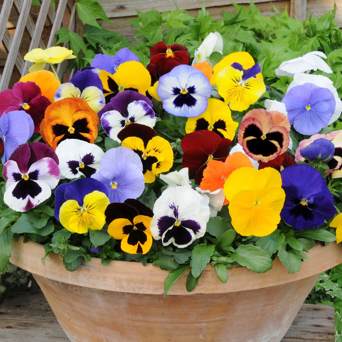 Pansy Matrix Mixed (Autumn and Winter Flowering) Tray of 40 Plug Plants