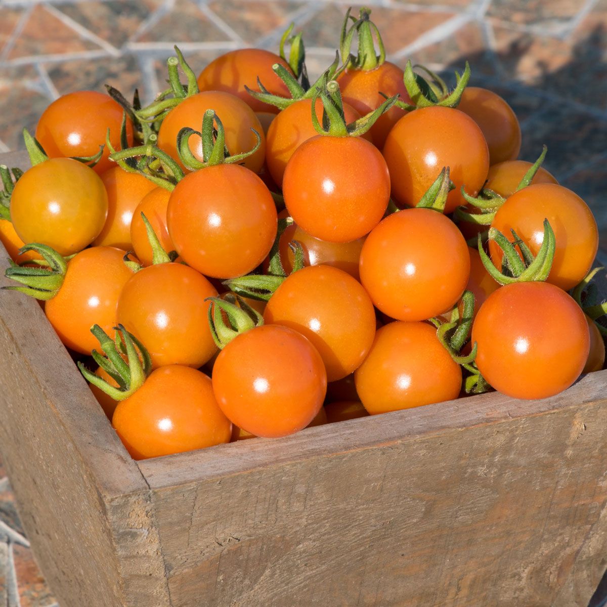 Tomato F1 3 x 6cm Potted Tomato Plants