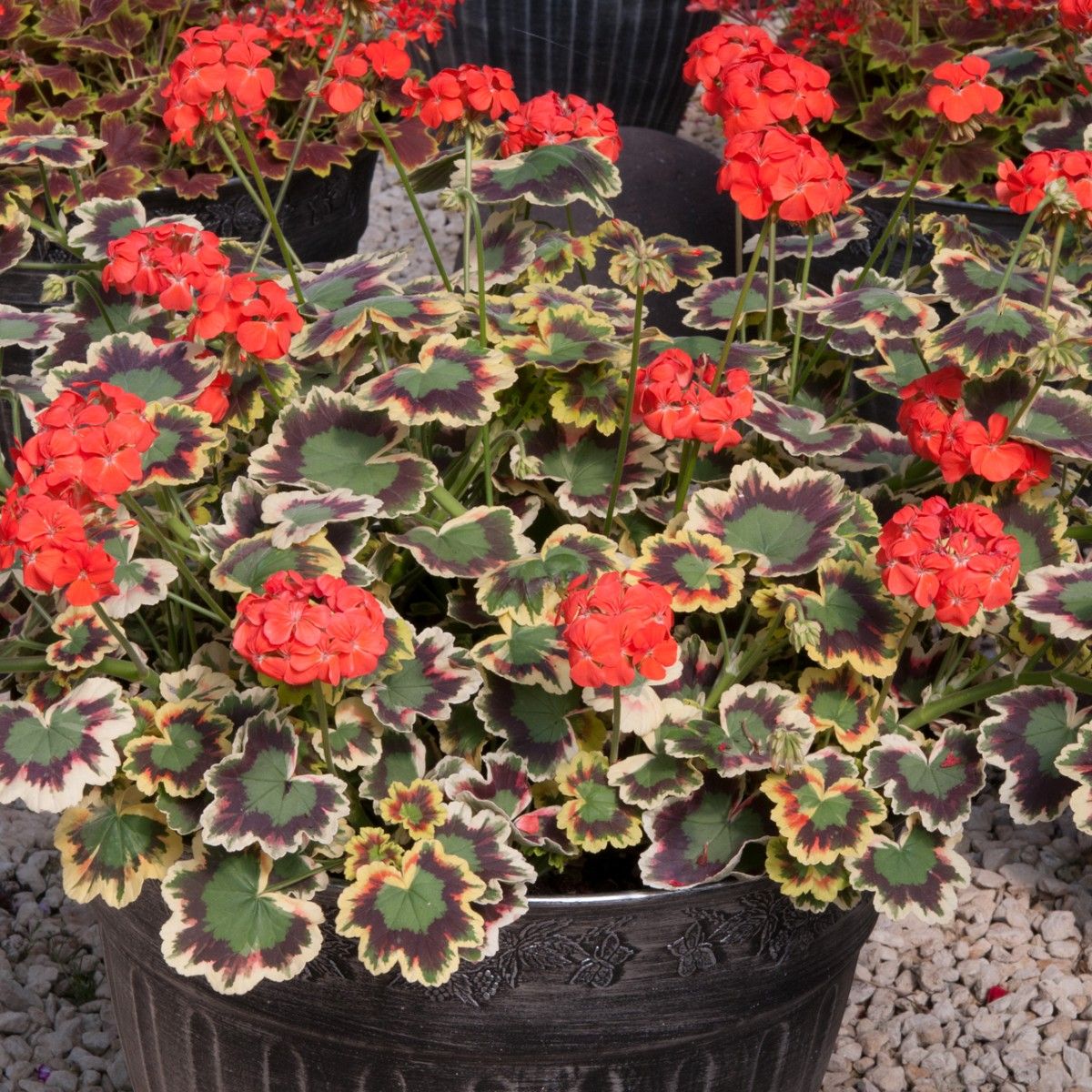 Geranium Variegated Mrs Pollock 5 Large Plug Plants