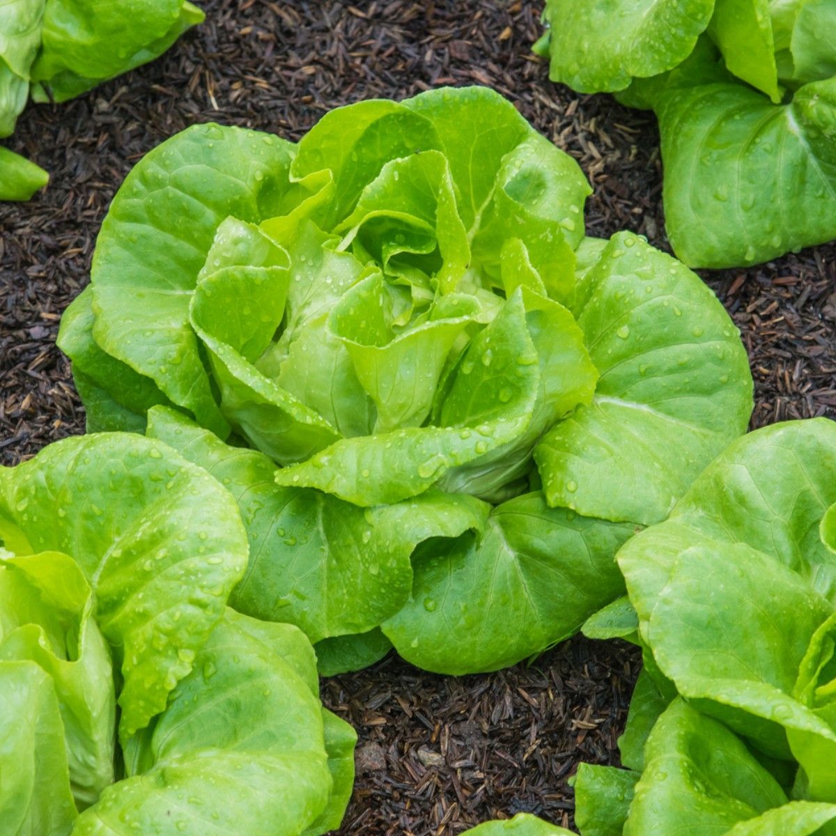 Lettuce All Year Round (Butterhead) Pack of 15 Plug Plants