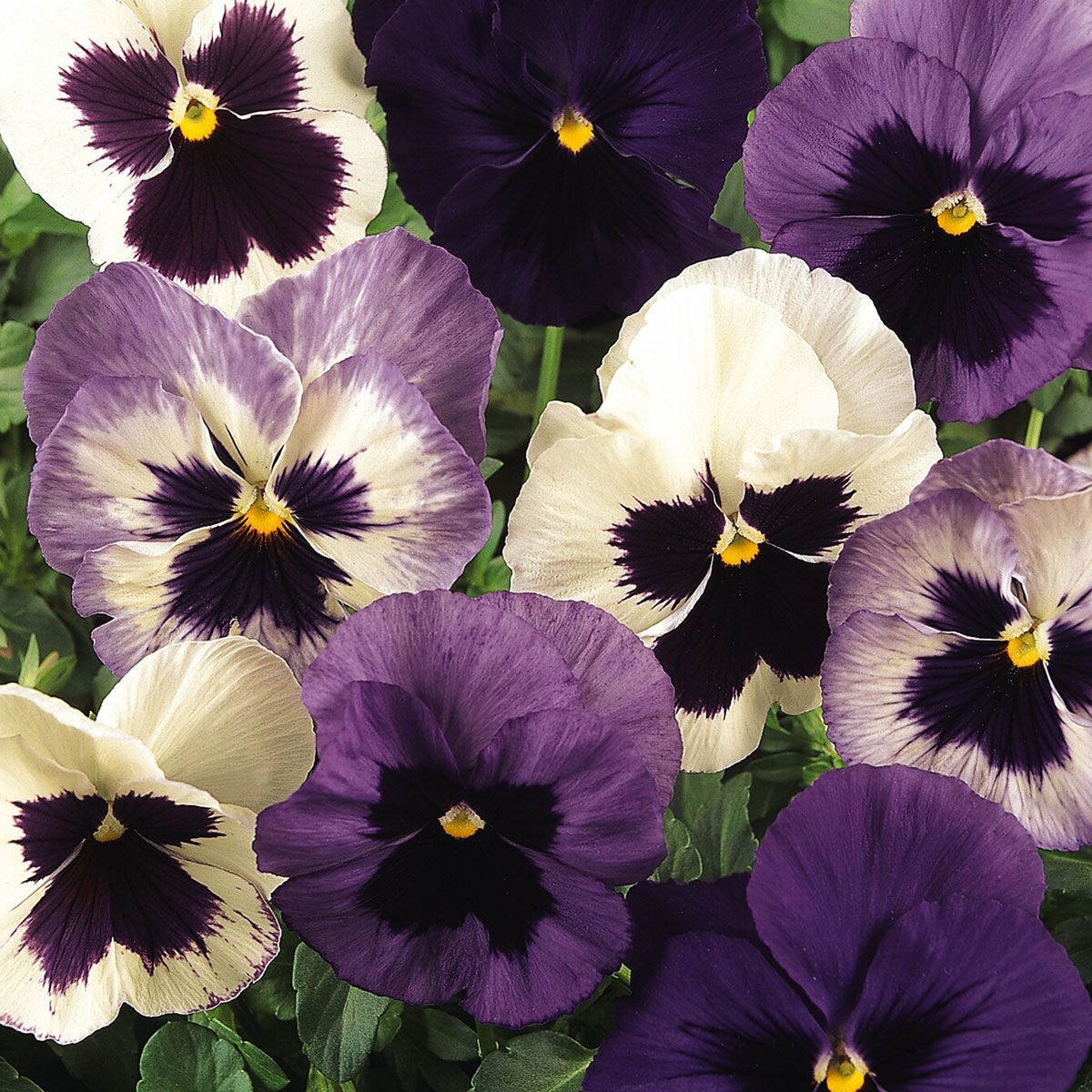 Pansy Matrix Ocean Breeze Mixed Tray of 350 Plug Plants