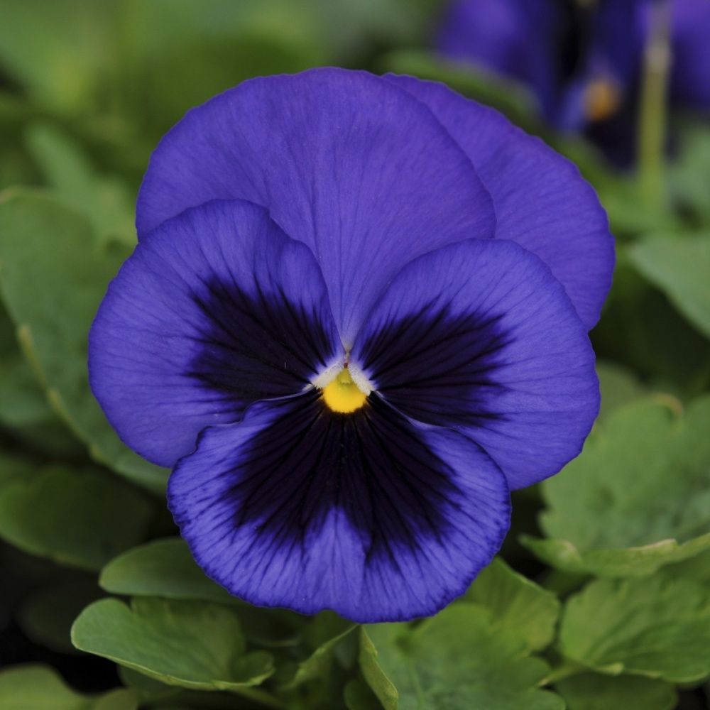Pansy Matrix Blue Blotch Tray of 40 Plug Plants
