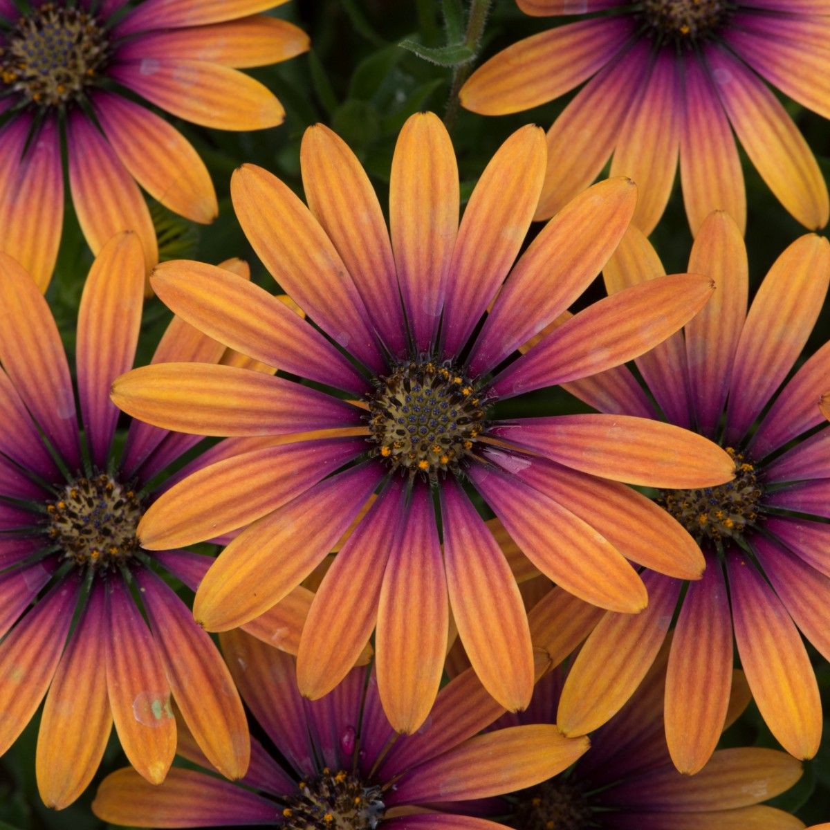 Osteospermum FlowerPower Purple Sun | 5 Large Plug Plants