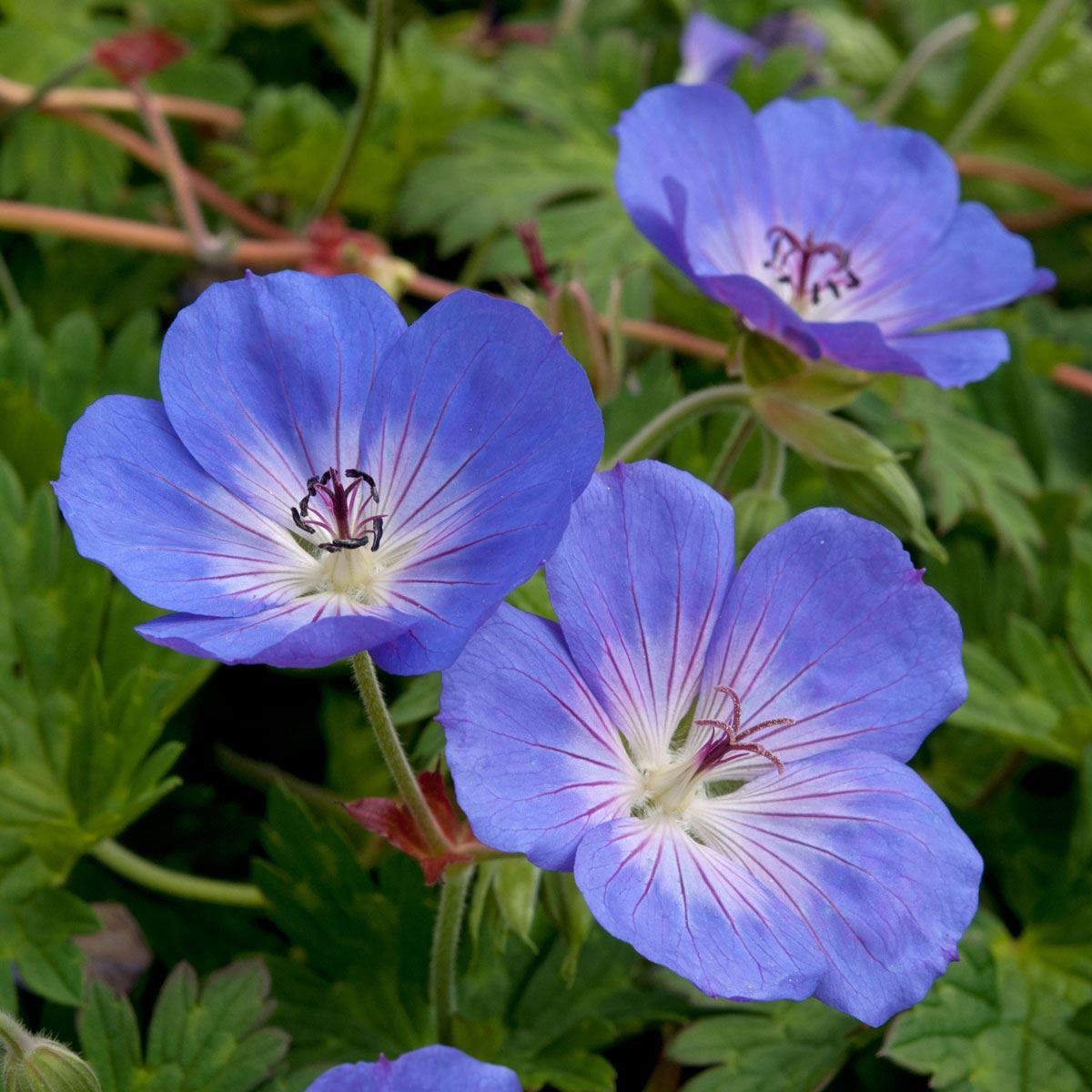 Geranium Rozanne 9cm Garden Ready Plant