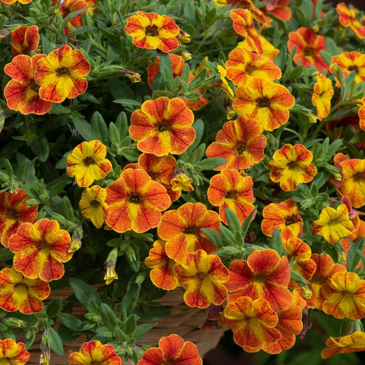Calibrachoa Cabaret Special Diva Orange 5 Large Plug Plants