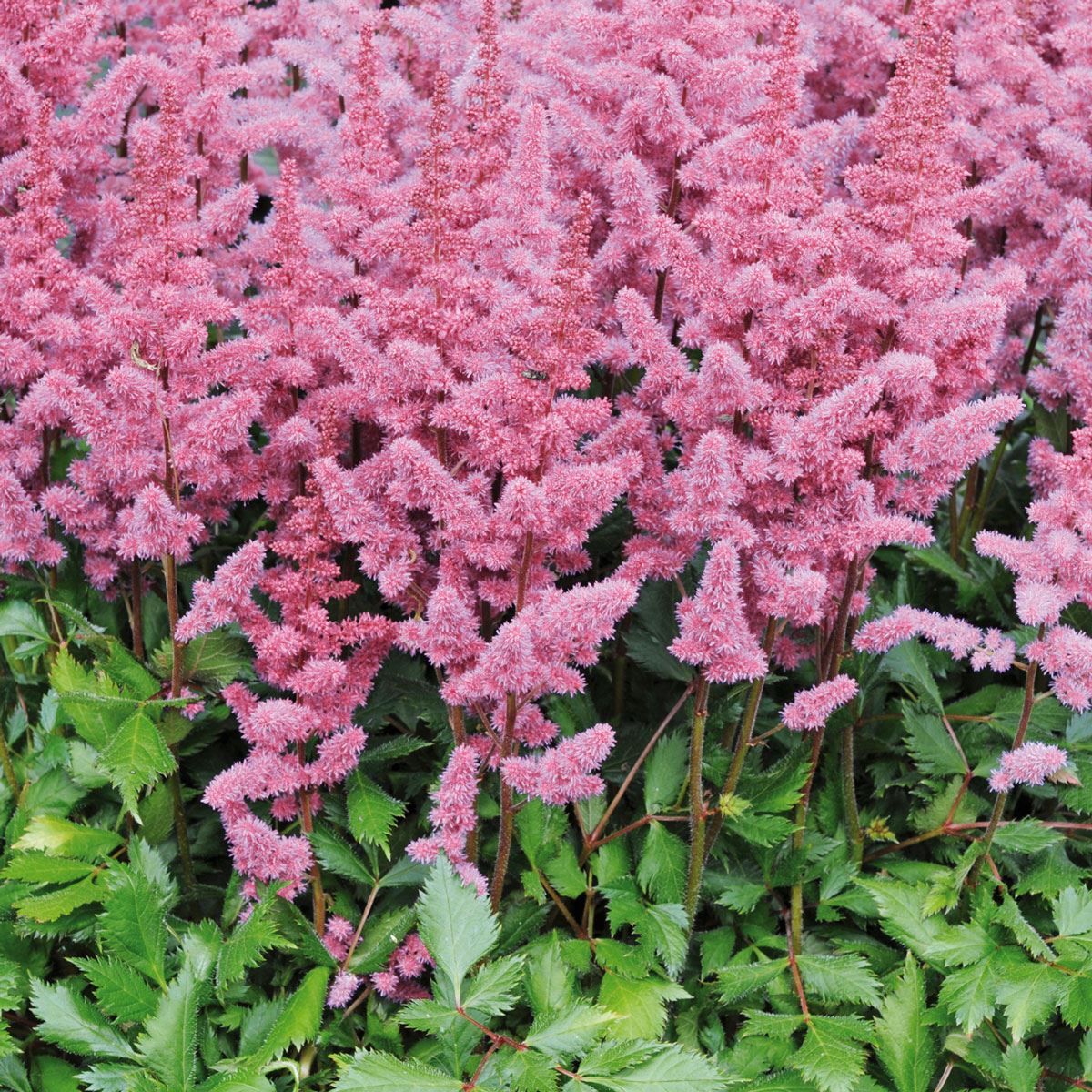 Astilbe Pumila 3 x 6cm Garden Ready Biodegradable Potted Perennial Plants