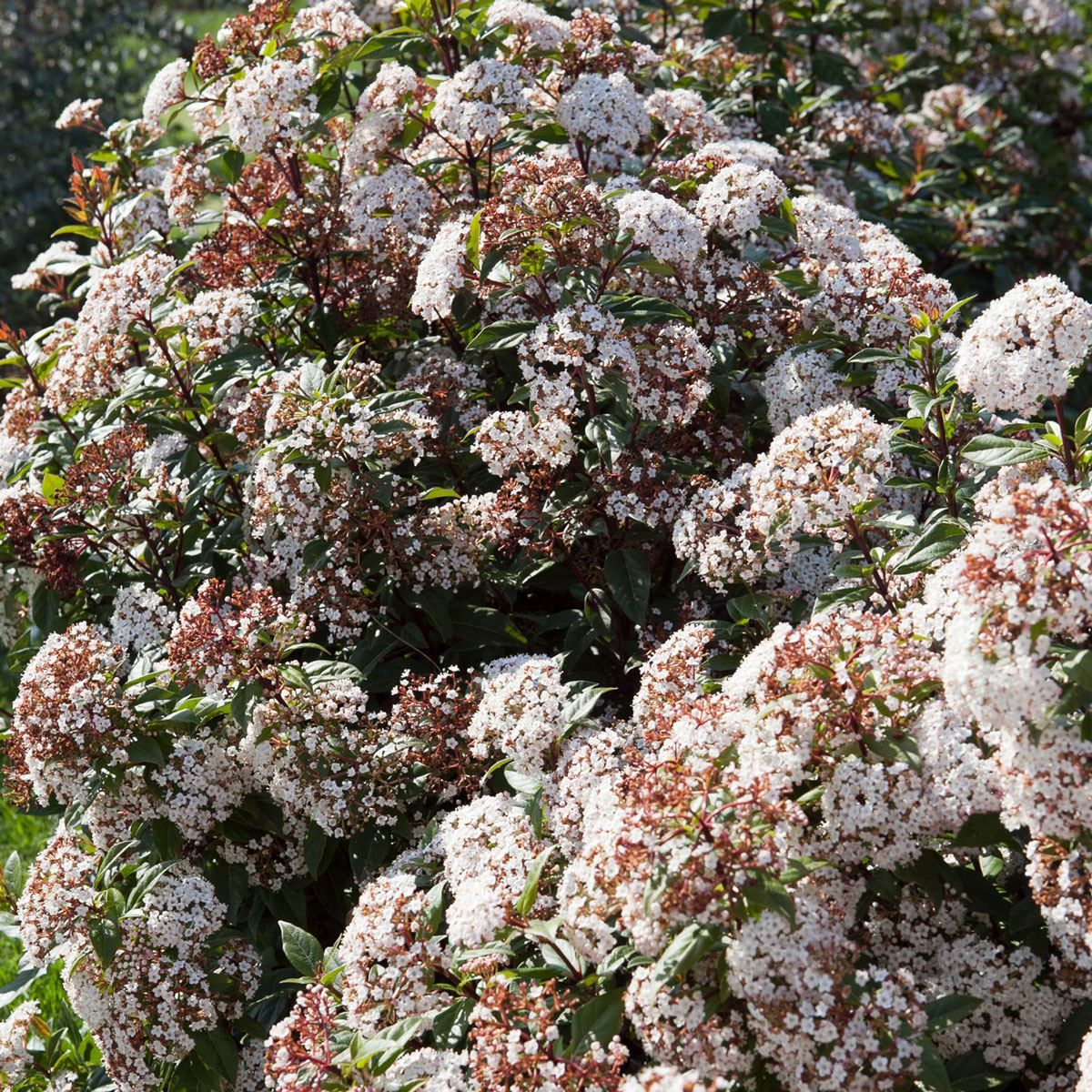 Viburnum tinus Spirit 9cm Garden Ready Plant