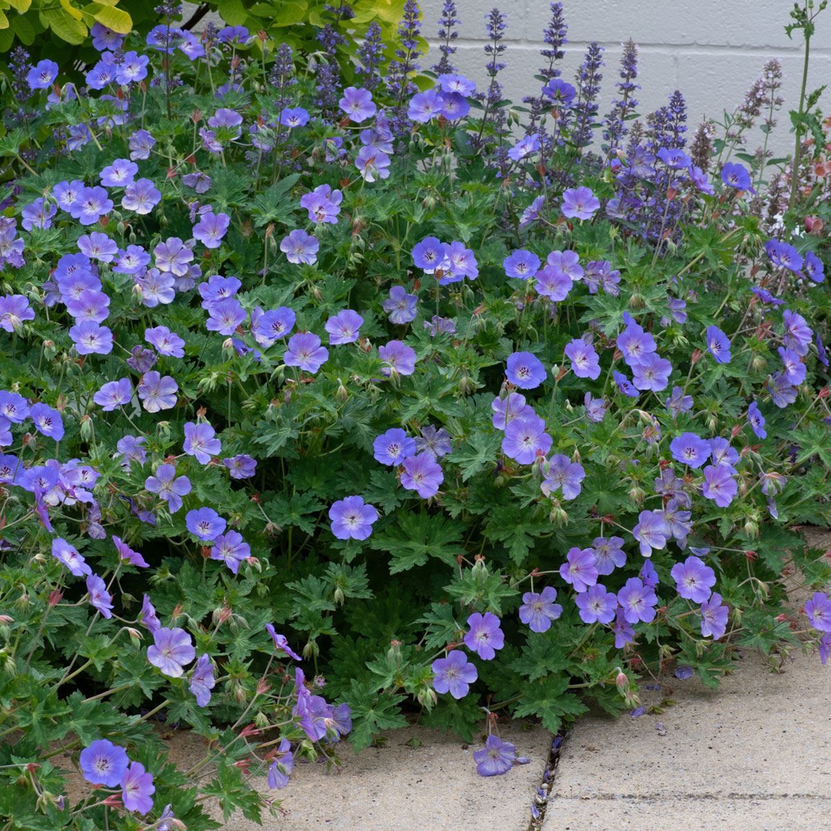Geranium Rozanne 9cm Garden Ready Plant