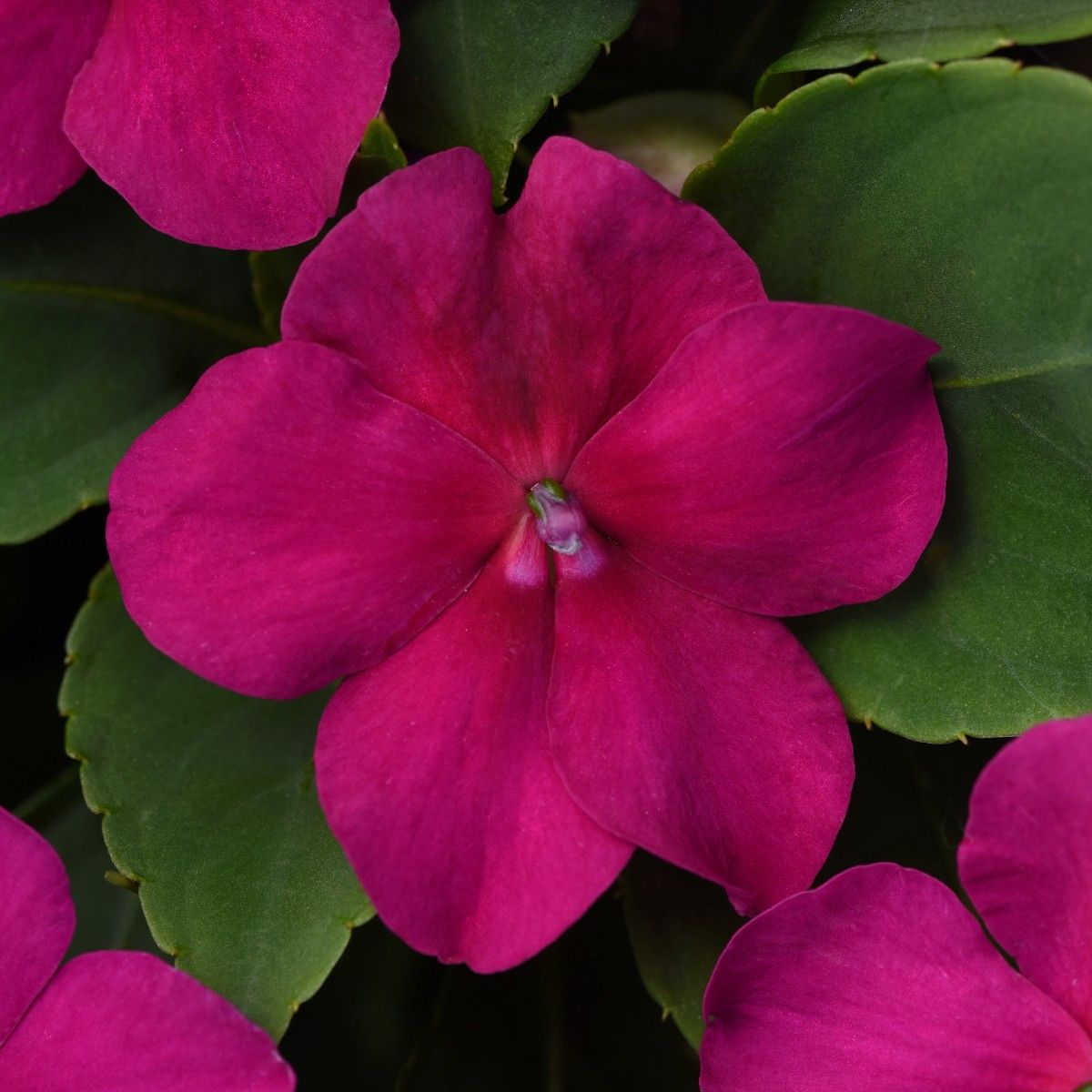 Impatien Beacon Violet Shades (Busy Lizzie) Tray of 40 Plug Plants
