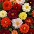 Dahlia Figaro Mixed | Tray of 40 Plug Plants