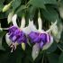 Giant Fuchsia Deep Purple (Trailing) | 5 Large Plug Plants